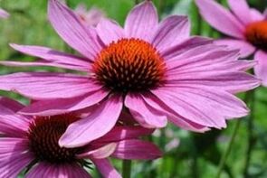 Zume de echinacea para o tratamento da prostatite
