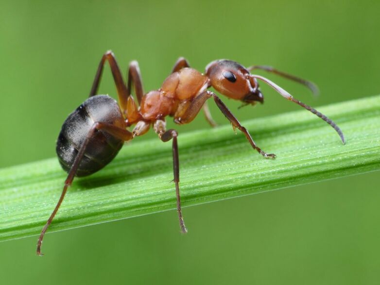 Formiga e tratamento da prostatite